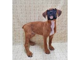 Please visit our facebook page for more details or contact us anytime. Boxer Puppies Petland Rome