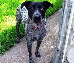Although he has a short back, he should stand over plenty of ground. German Shorthaired Pointer Mix With Pitbull Petfinder