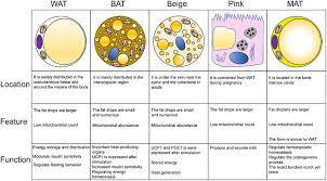 phenotypes of wat bat beige pink