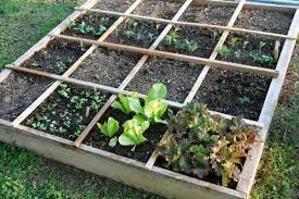 Vegetable Garden Layout Rows Square