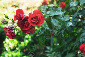 This rose is pink with green undertones. Red Rose Flowers On A Background Of Greenery Beautiful Background Stock Photo Picture And Royalty Free Image Image 157498452