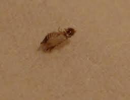bug or casing found on bed bugguide net