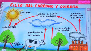 ciclo del carbono y el oxigeno