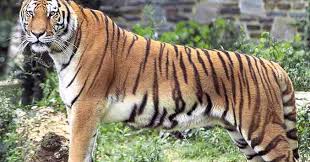 basics on bengal tigers bengal tiger