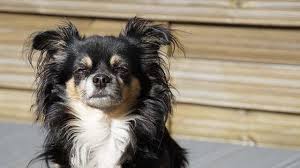 Long haired dogs come in a beautiful range of breeds and sizes for every home. 27 Of The World S Most Amazing Fluffy Small Breed Dogs