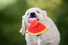 Can you give your dog watermelon rinds?