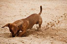 why do dogs dig why they dig in dirt