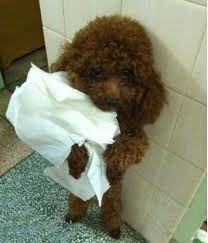 successful potty training poodle