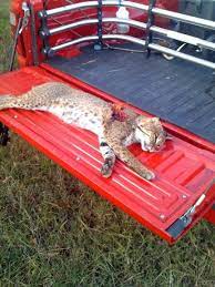 bobcat rug other hunting in central