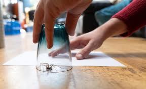 how to get rid of spiders the