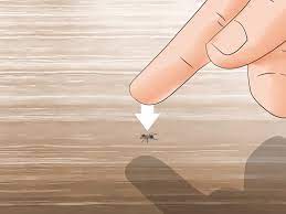 wikihow com images e ec get rid of ants step 1
