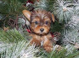They crave for constant love and attention from you and your family members. Sable Yorkie Yorkshire Terrier Puppies For Sale In Janesville Minnesota Classified Americanlisted Com