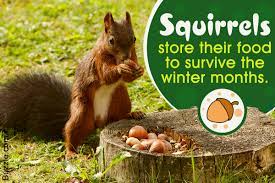 homemade squirrel repellents that are