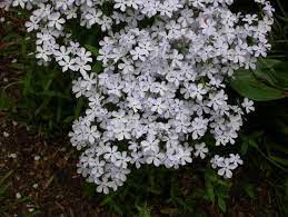 Get free shipping on qualified white perennials or buy online pick up in store today in the outdoors department. Spotlight On Spring Blooming Native Perennials