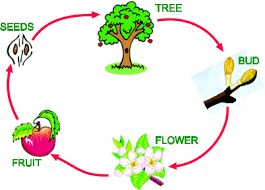 Diagram Apple Tree Life Cycle Springboard Magazine Circle