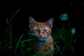 Compare to dogs, cats' memory span generally last for 16 hours as oppose to dogs' which retains their memory for only 5 minutes. Do Cats Hold Grudges Here S The Science Behind Whether These By Sam Westreich Phd Sharing Science Medium