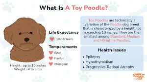 toy poodle your complete breed guide