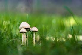 how to get rid of mushrooms in lawn