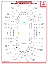 Teeth Number Systems Click To Enlarge Dental Charting