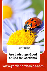 are ladybugs good for your garden
