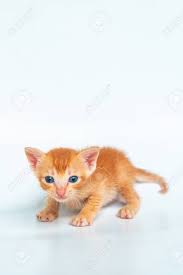 Free kittens free kittens to good home.8/9weeks old.1make 1female. Cute 1 Month Old Orange Kitten In White Background Stock Photo Picture And Royalty Free Image Image 148769111