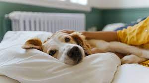 why dogs like to sleep in your bed