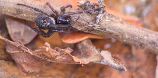 False widows are really a harmless spider, some people just report their bite is a little painful and can cause some swelling. How To Identify A False Widow Spider And Do They Bite