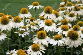 White And Yellow Flowers Of Plant - Echinacea - Alaska Stock Photo, Picture  and Royalty Free Image. Image 45290825.