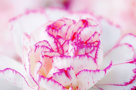 This gorgeous pink carnation does not need any care ! Carnation Meaning And Symbolism Ftd Com