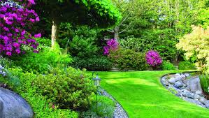 Designing With Evergreen Shrubs