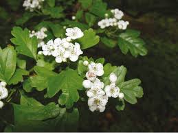 Side effects and drug interactions. Hawthorn Dry Extract Euromed