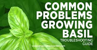 problems growing basil