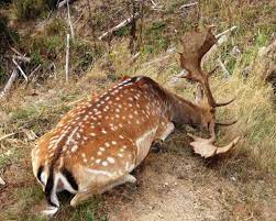 spotted fallow deer of poronui