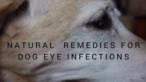 dog eye infections natural remes