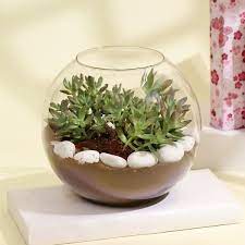 Golden Sedum Succulent In A Glass Bowl