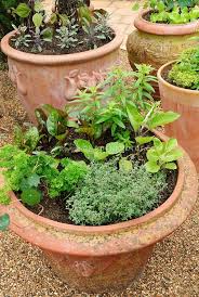 Herb Container Gardening Plant