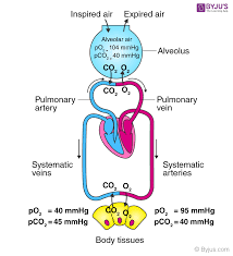 oxyhaemoglobin neet biology notes