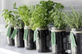 guide to growing herbs in mason jars