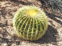 Learn about this large cactus at howstuffworks. Golden Barrel Cactus 10 Seeds Rareplant