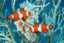 Още една игра за упражняване на връзката между цифра и количество с възможност да се упражняват и цветовете. Bg Pet Com Akvarium Za Ribki Cena Akvarium Ceni Akvariumi Naplno Oborudvani Akvariumi All Inclusive Aquarium Fish Tank