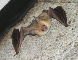 Bat Species Of Canada Neighbourhood Bat Watch