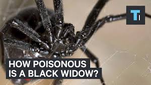 Dog owners may wonder whether black widow bites kill a dog, considering the bad reputation of this type of spider. How Poisonous Is A Black Widow Youtube