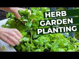 Herb Garden Planting Tips For