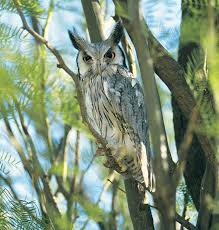 Scops owl 