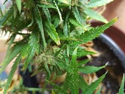 Spider mite infestations usually start during the vegetative growth stage, and your marijuana plants will be susceptible to spider mite. Harvesting Cannabis With Bugs Or Mildew Spliffseeds