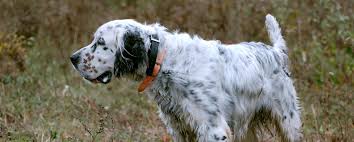Find english setters for sale on oodle classifieds. Decoverly Kennels