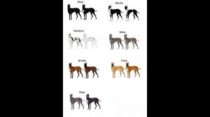great dane color you