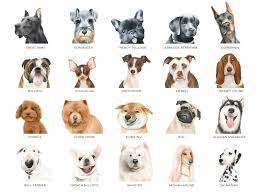 types of dogs 30 top ranked dog breeds