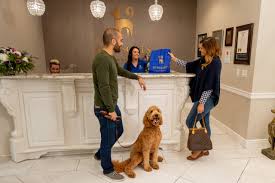 a luxury pet hotel where dogs love to