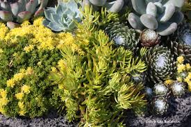 How To Care For Succulents 5 Steps